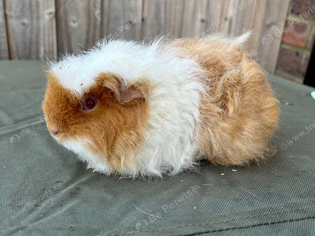 Merino guinea hot sale pig for sale