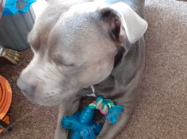 Champion Blood Line Kc Registered Blue Staffy For Stud In Birmingham On Freeads Classifieds Staffordshire Bull Terriers Classifieds