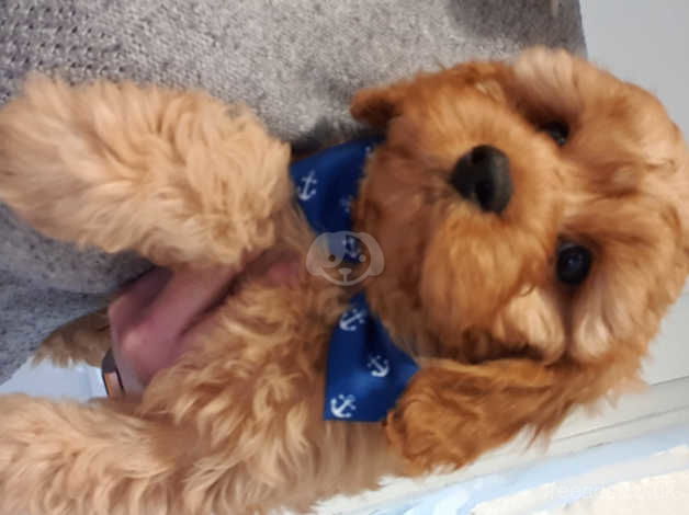 cavapoo stuffed animal