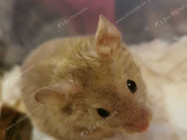 Pet hamsters hot sale for sale