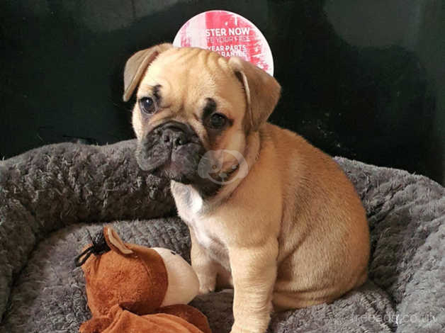 Pug mixed with hot sale a french bulldog