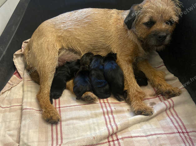 Border terrier breeders store yorkshire