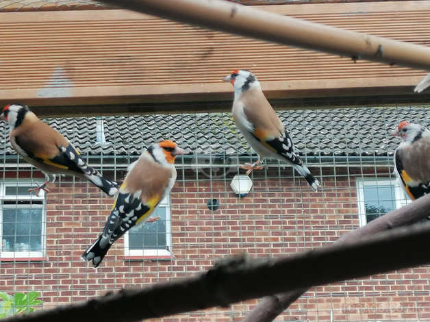 Siberian Goldfinches Hens For Sale in Stevenage on Freeads Classifieds