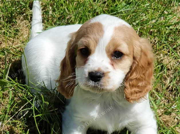 Cavapoo X Cockailers in Carmarthen SA33 on Freeads Classifieds ...