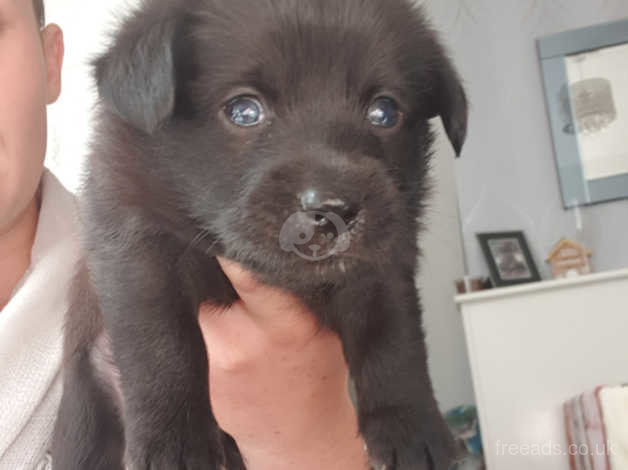 Patterdale x hot sale