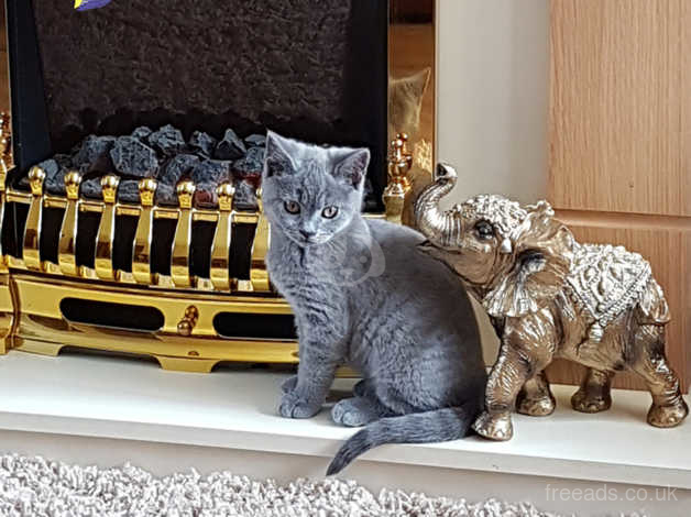 Male Gccf Registered British Shorthair Kittens In Morpeth Ne61 On