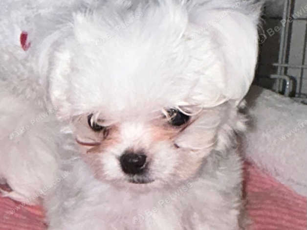 Maltese x chihuahua store puppies