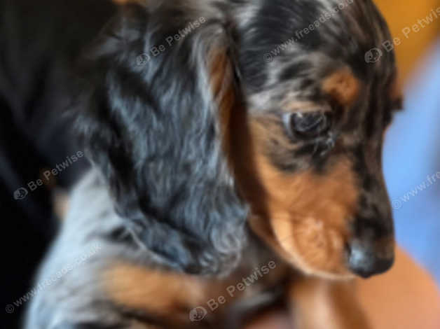 Long haired 2024 silver dapple dachshund