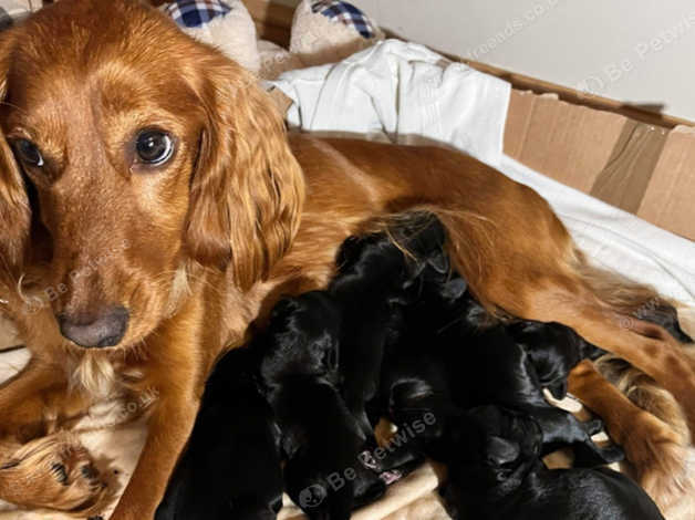 Five F1b Cockerpoo Puppies (4 Male / 1 Female) in Exeter EX2 on Freeads ...