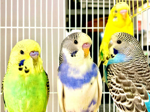 Fancy Mutation Baby Budgies - Ready To Leave Now in Southampton on ...