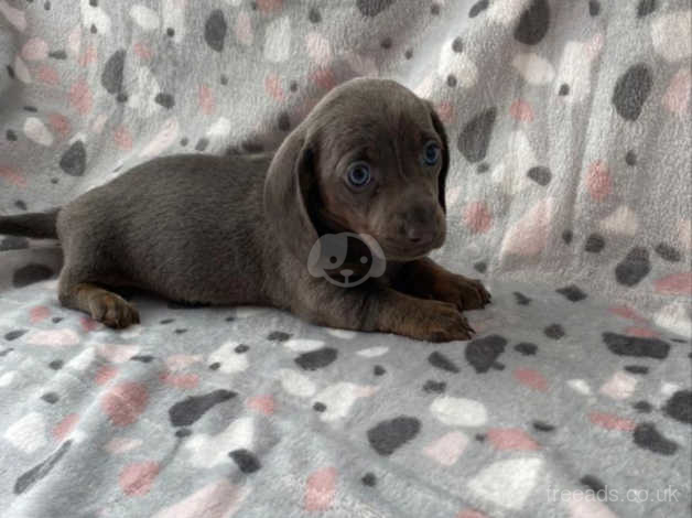 Blue sausage outlet dog for sale