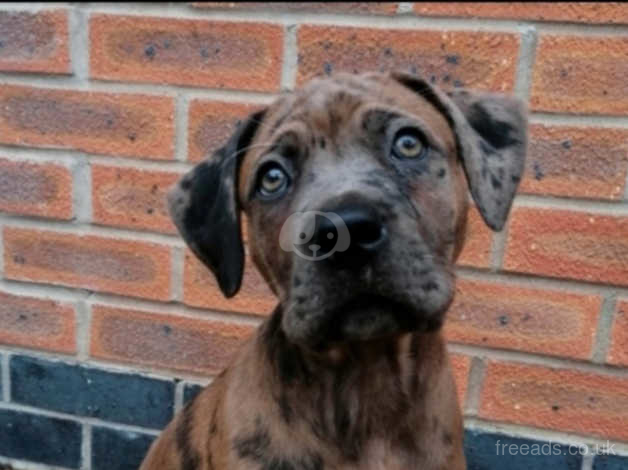 Merle hotsell mastiff puppies