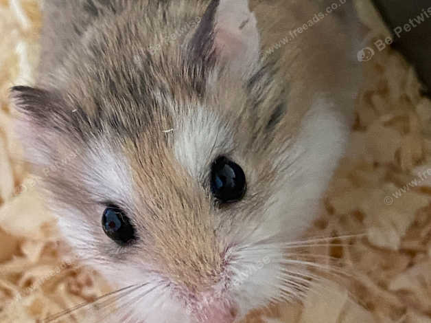 Roborovski hamster hot sale for sale