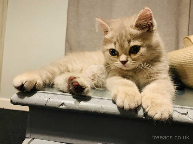 Beautiful Lilac Cream British Shorthair X Persian Boy Kitten In