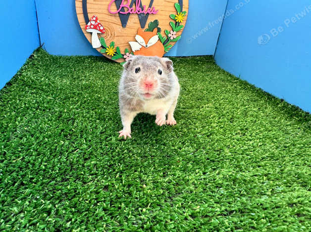 Boy syrian hot sale hamster