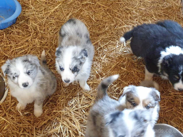 collie puppies for sale
