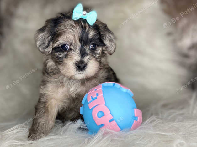 bone broth for senior dogs