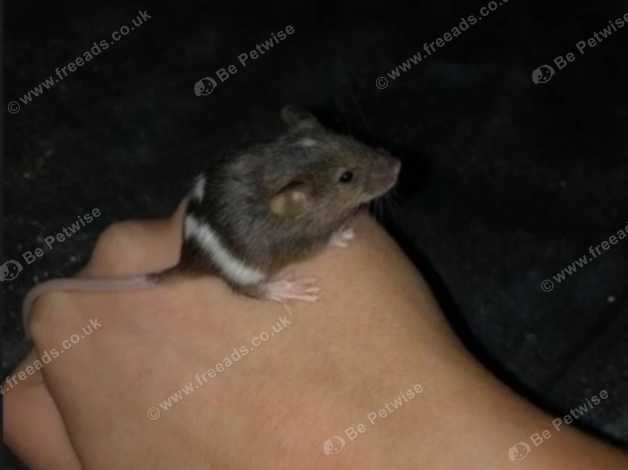 male mouse for sale