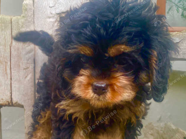 Phantom cavapoo best sale