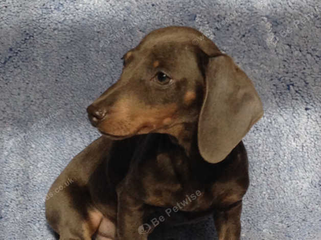 Male 2024 mini dachshund