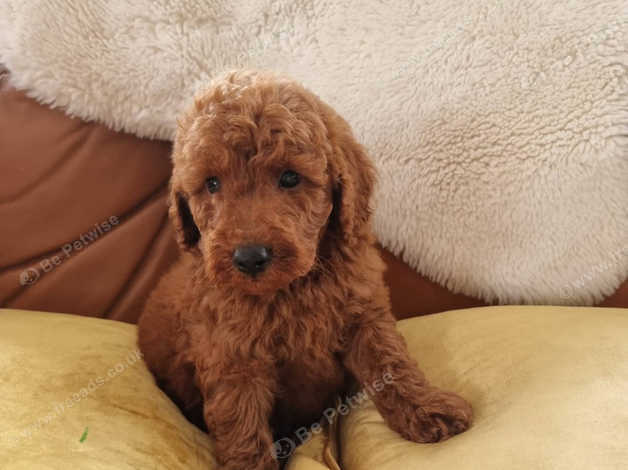 kc registered miniature poodle puppies for sale