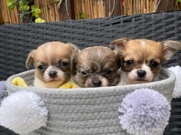 Long haired teacup chihuahua clearance puppies