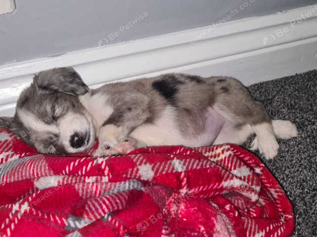 Blue merle outlet springer spaniel