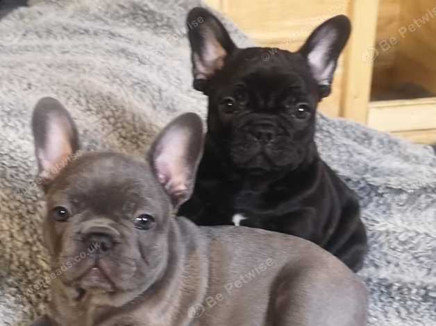 True blue french store bulldogs