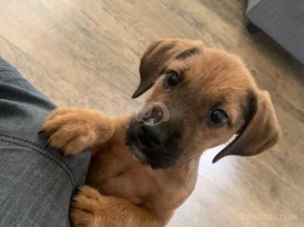 Wheagle Beagle X Wheaton 9 Weeks Old Little Boy In Spalding