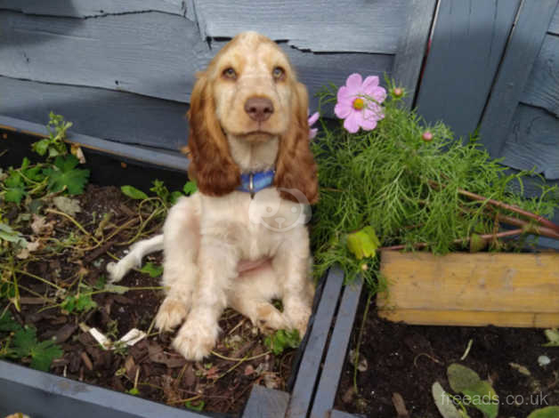 4 month old cocker hot sale spaniel