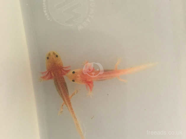 Dirty Leucistic Axolotl In Peterborough On Freeads Classifieds Frogs Amphibians Classifieds