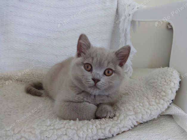 Lilac British Shorthair Kitten In Okehampton On Freeads Classifieds British Shorthairs Classifieds