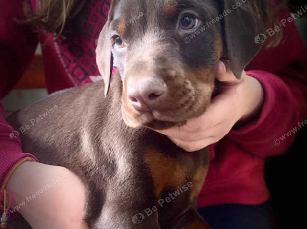 Chocolate and hotsell tan doberman