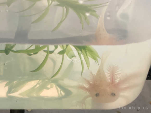 Baby Axolotl In Stonehouse Gl10 On Freeads Classifieds Frogs Amphibians Classifieds