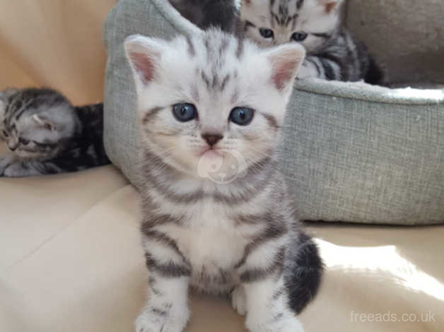 Silver tabby british shorthair hot sale breeders