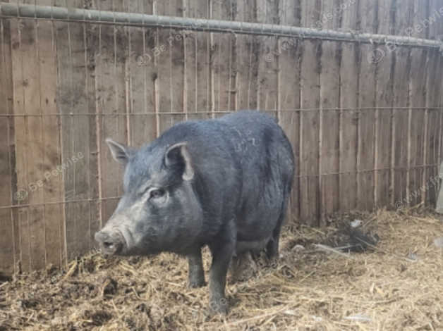 Breeding Pair Of Miniature Juliana Pigs in New Holland on Freeads ...