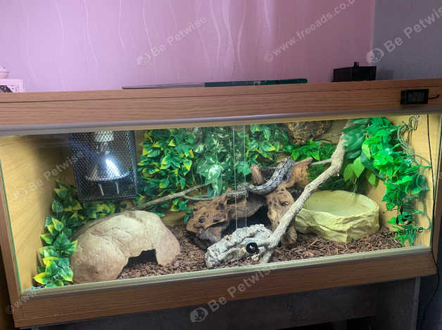 2021 Dewarf Anery Boa And Full Setup Stunning in Stockport SK5 on ...