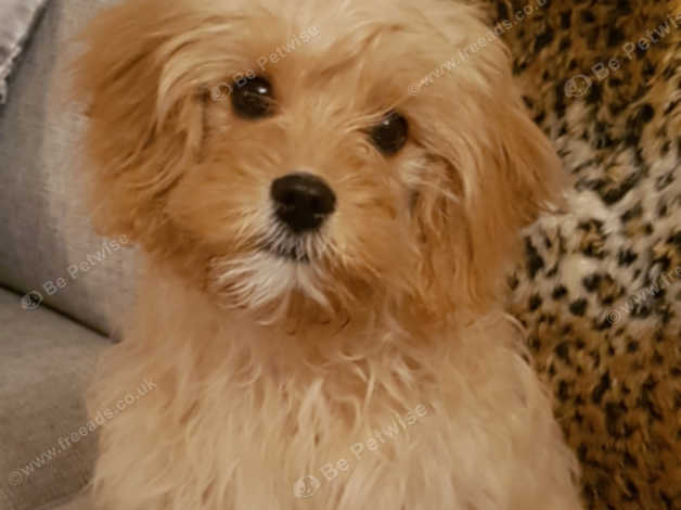 Gorgeous 14 Week Old Male Cavapoo In Channel Islands On Freeads Classifieds Cavapoos Classifieds