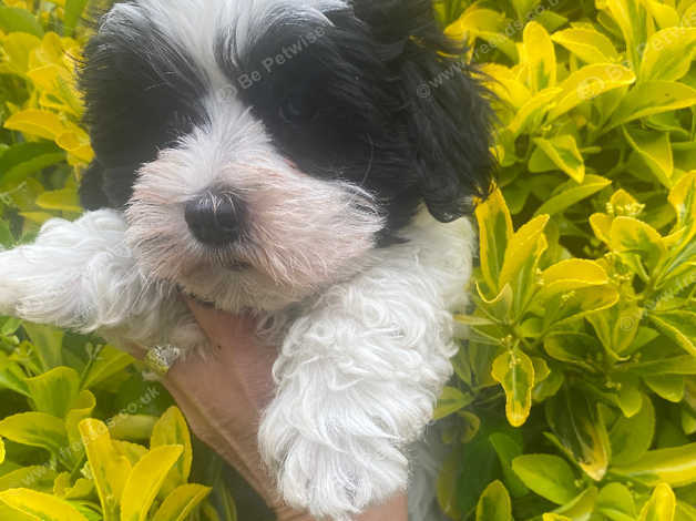 Schnauzer 2024 x maltese