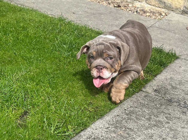 English bulldog hot sale rope