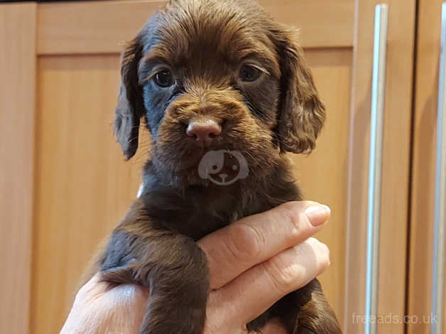 Chocolate working cocker spaniel puppies hot sale for sale