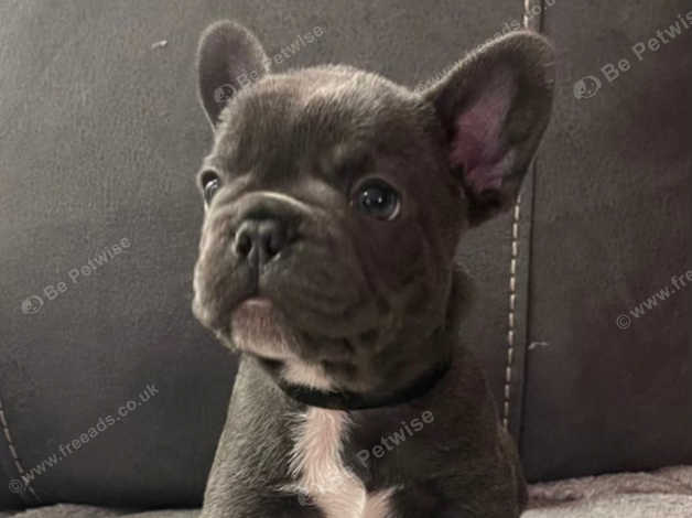 13 week store old french bulldog