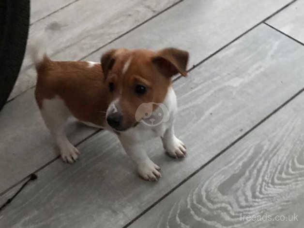 Jack russell docked tail sales for sale