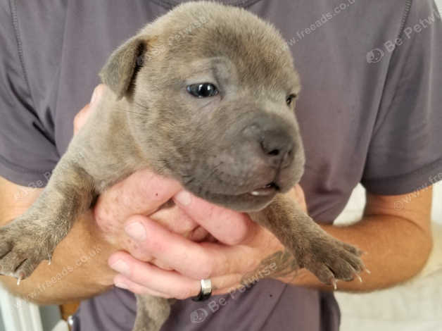 Blue staffy cross pitbull 2024 puppies