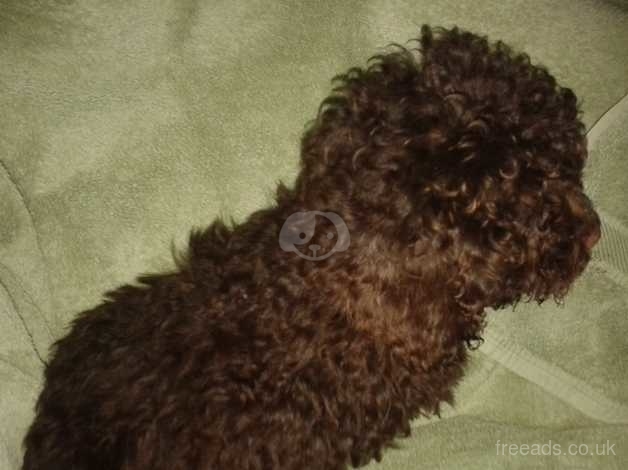 chocolate toy poodle