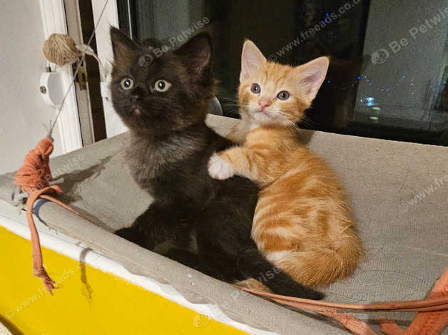 Long haired orange store kitten for sale