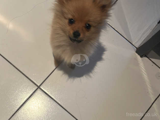 Pomeranian discount 4 months