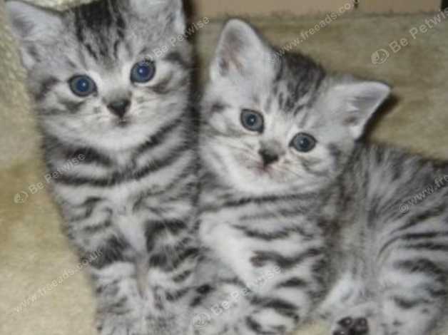 Beautiful British Shorthair Silver Tabby Kittens In Horley Rh6 On