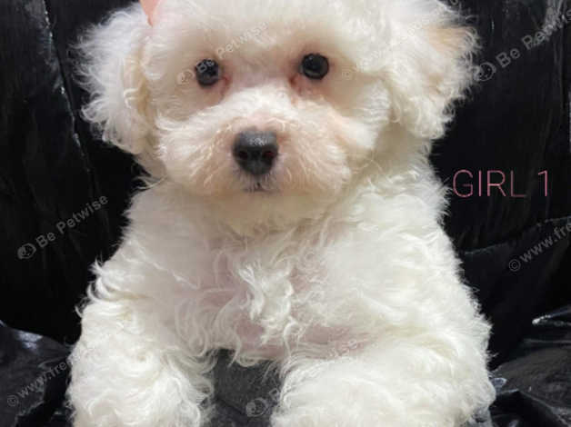 Lhasa apso best sale x toy poodle