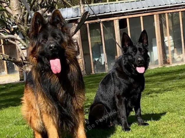 Long haired black outlet and tan german shepherd